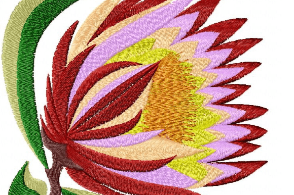 Protea Rainbow: A Designer’s Review for Personalized Gifts
